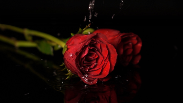 Rose Falling Stock Footage Videohive